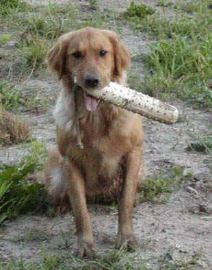 karma fetch small.jpg