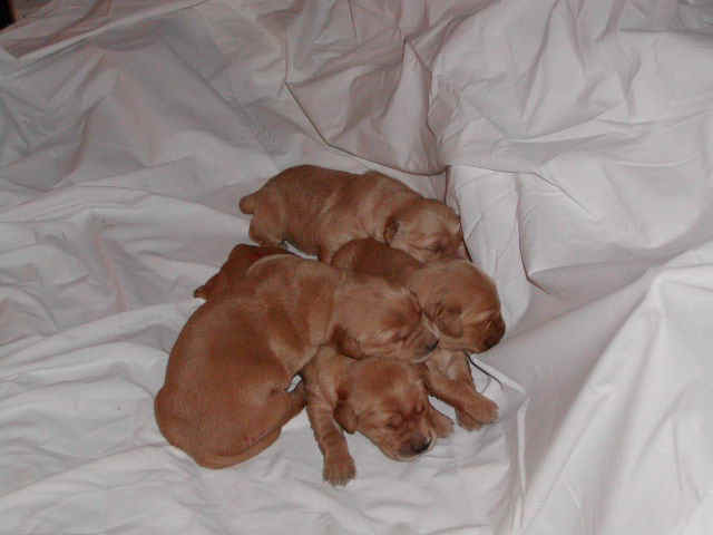 girlpile.jpg (62659 bytes)