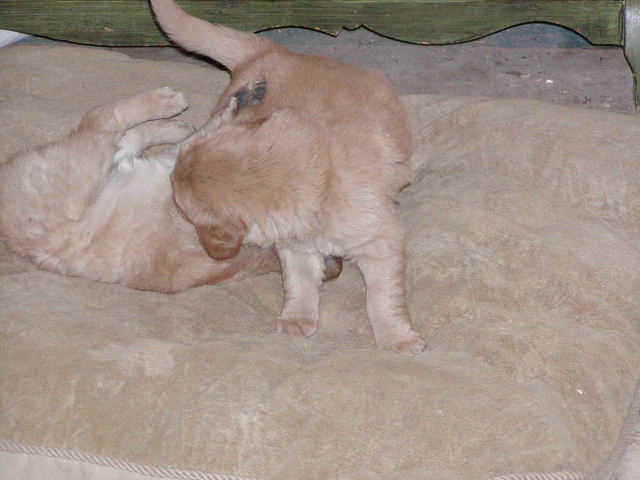 wrestle.jpg (28803 bytes)