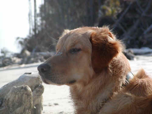 yoda at the beach.JPG (43510 bytes)