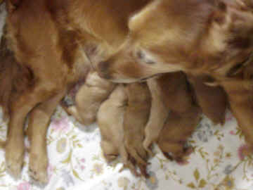 Maggie and Pups 1rs.JPG (59462 bytes)