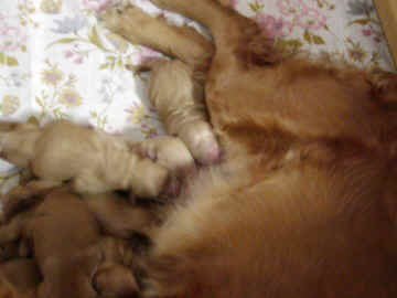 Pups light and dark ones day 2rs.JPG (59134 bytes)