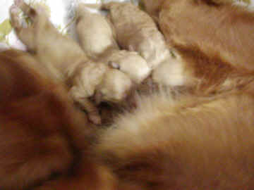 Pups the light ones day 2rs.JPG (63929 bytes)