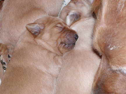 peaceful_sleep.jpg (14281 bytes)