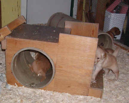 peekaboo.jpg (95594 bytes)