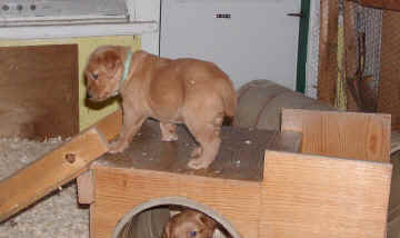 topdog.jpg (50549 bytes)