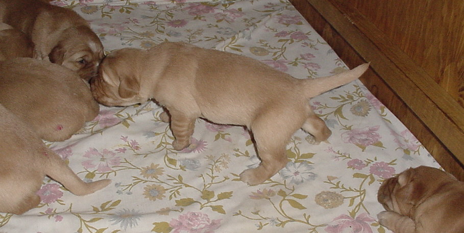 pointer.jpg (106186 bytes)