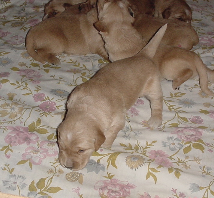 pointer2.jpg (119803 bytes)