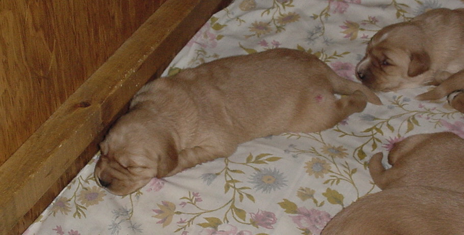 slepbeut.jpg (95646 bytes)