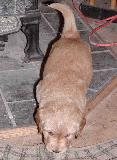 ckitout.jpg (61741 bytes)