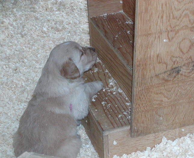 frststep.jpg (51071 bytes)