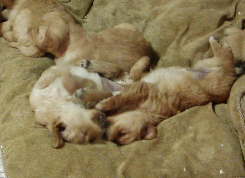 dogbed.jpg 