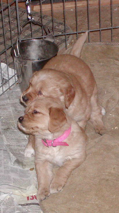 piggyback.JPG (57119 bytes)