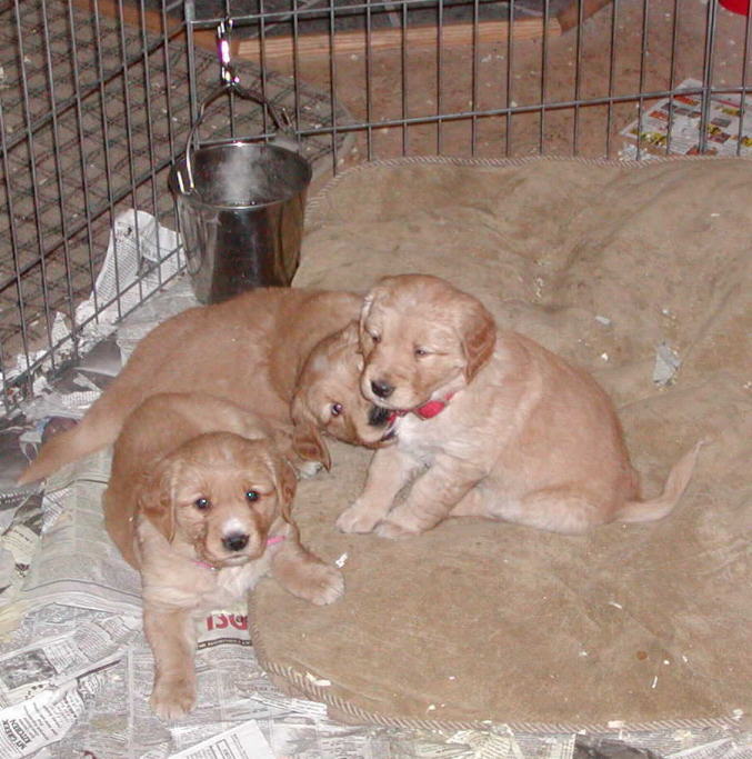 thedogbed.JPG (83228 bytes)