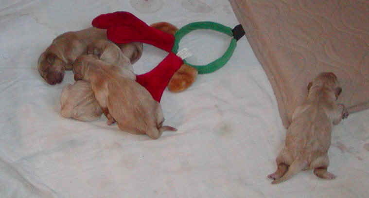 raindeerears.JPG (56923 bytes)
