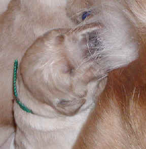 face1.jpg (55108 bytes)