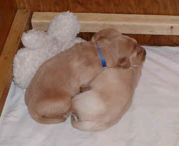 cuddlejpg.jpg (54558 bytes)