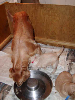 lookingforaspigit.jpg (68505 bytes)
