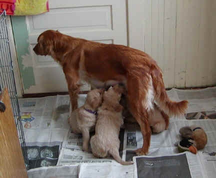 mom.jpg (84554 bytes)