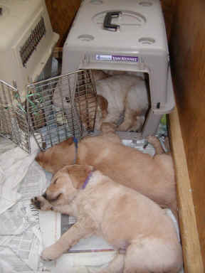 howmanypups.jpg (63331 bytes)