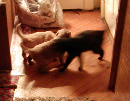 pupsancat.jpg (91112 bytes)