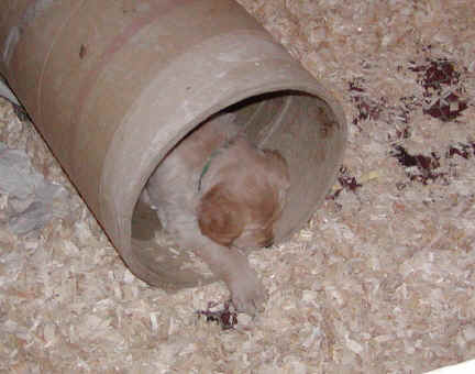 sleepanywhere.jpg (97947 bytes)