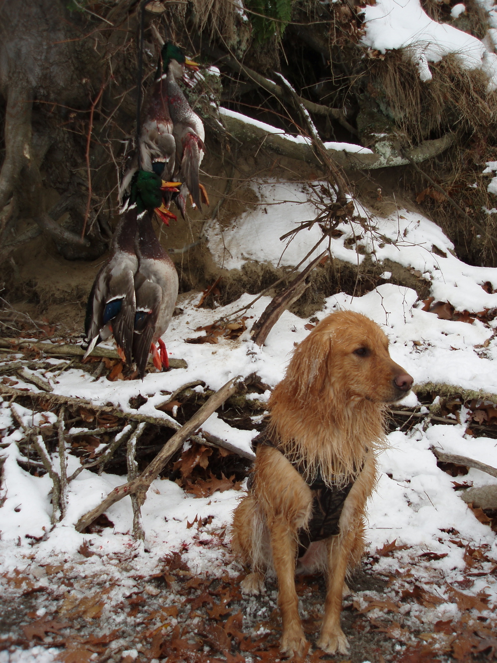 golden retrievers to hunt spots on golden retrievers breeds picture golden retrievers to hunt spots on golden retrievers breeds picture