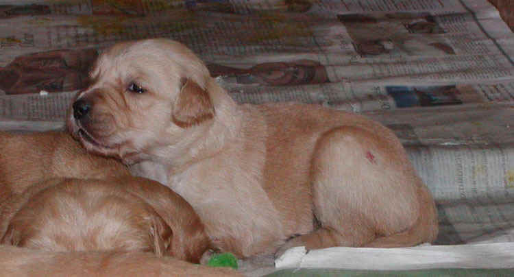 littlegirl.jpg (85505 bytes)