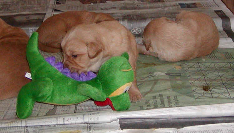 pup_w_dino.jpg (97392 bytes)
