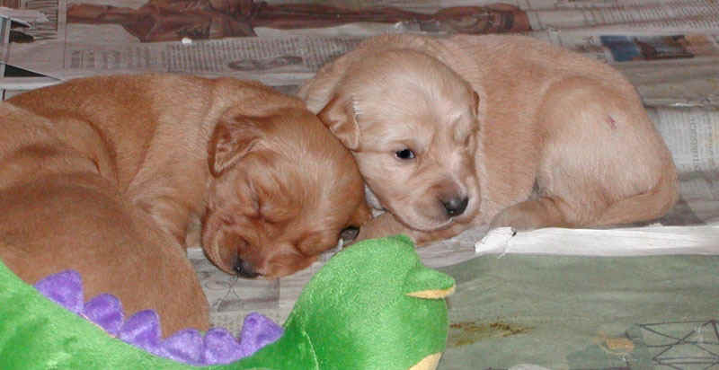 pupsnuggle.jpg (96189 bytes)