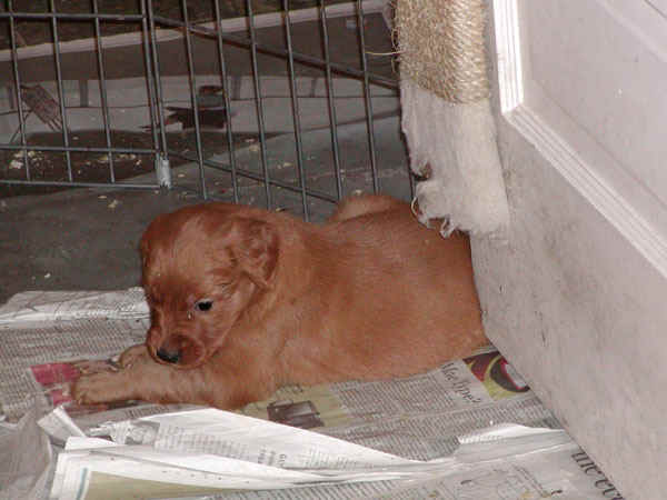 boy_1.jpg (81328 bytes)