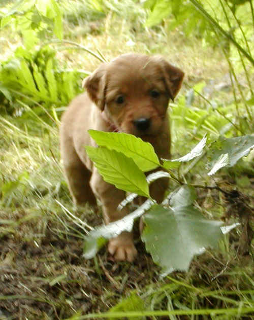 jungle.jpg (107817 bytes)