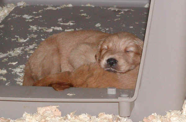 napping.jpg (68209 bytes)