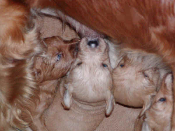 nursing_5wk.jpg (64753 bytes)