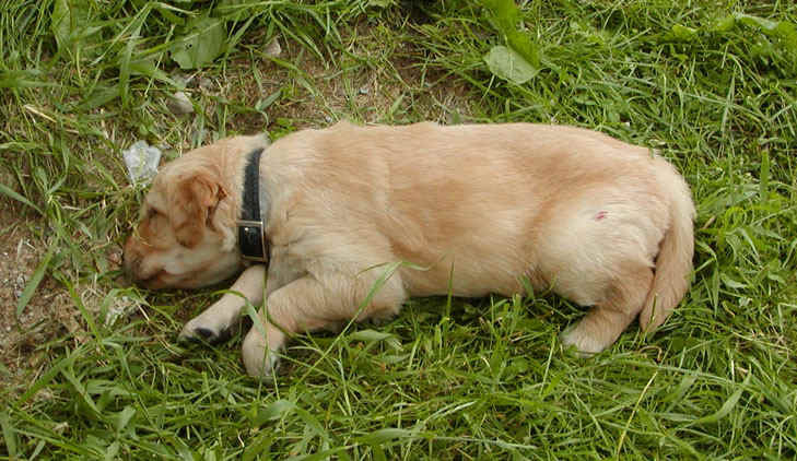 sleep anywher.jpg (150070 bytes)