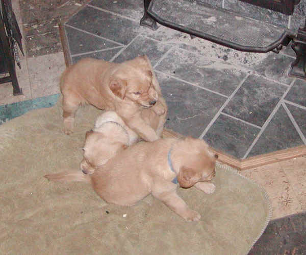playtime dispute.jpg (96279 bytes)