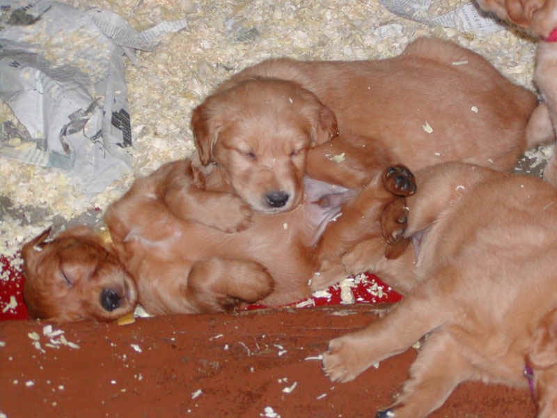 sleepanywhere.jpg (123618 bytes)