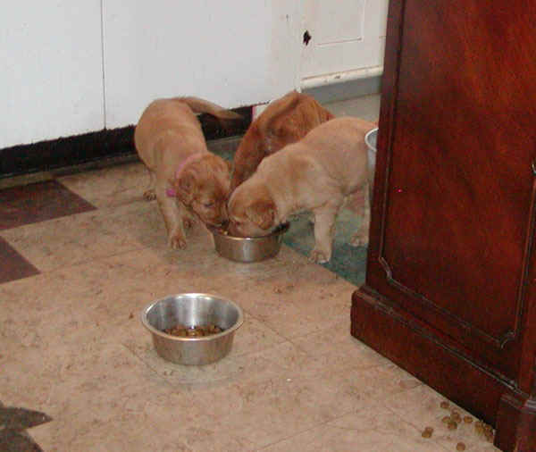 your bowls better.jpg (81037 bytes)